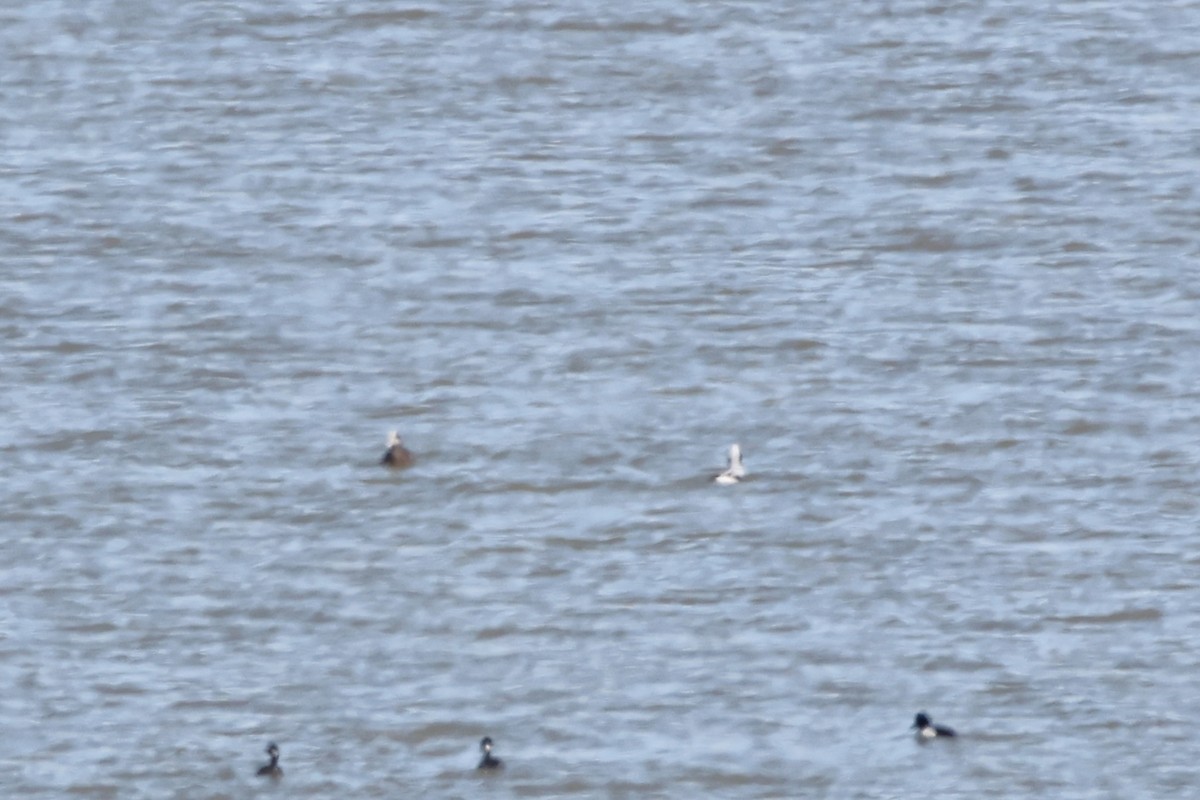 Long-tailed Duck - ML616171127