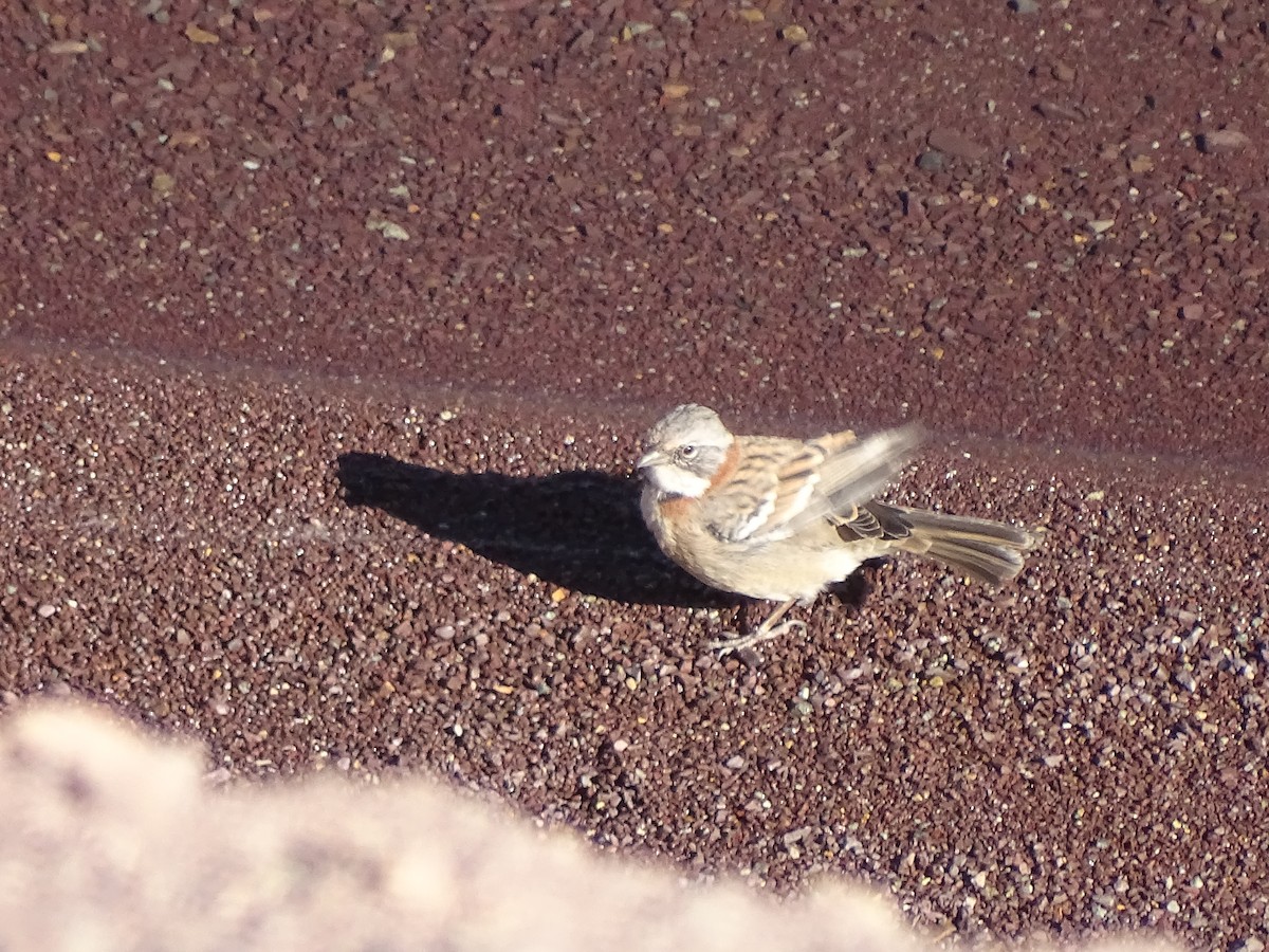 Rufous-collared Sparrow - ML616171211