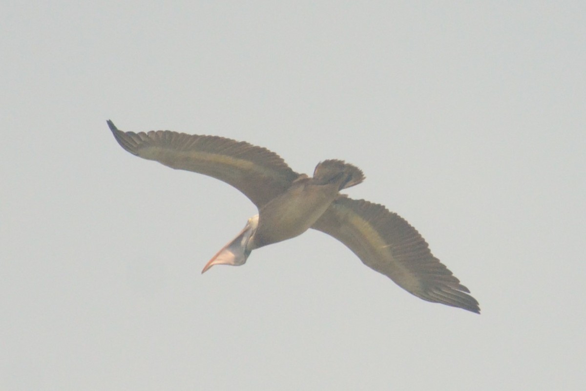 Spot-billed Pelican - ML616171213
