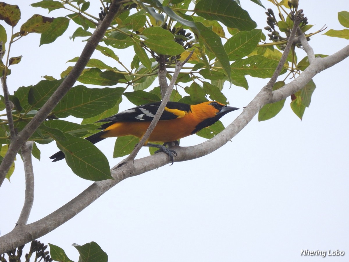Spot-breasted Oriole - ML616171343