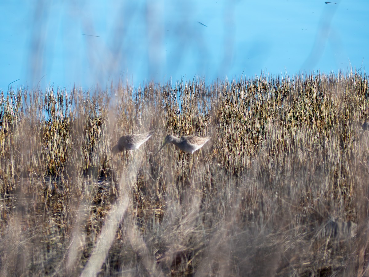 Long-billed Dowitcher - ML616171548