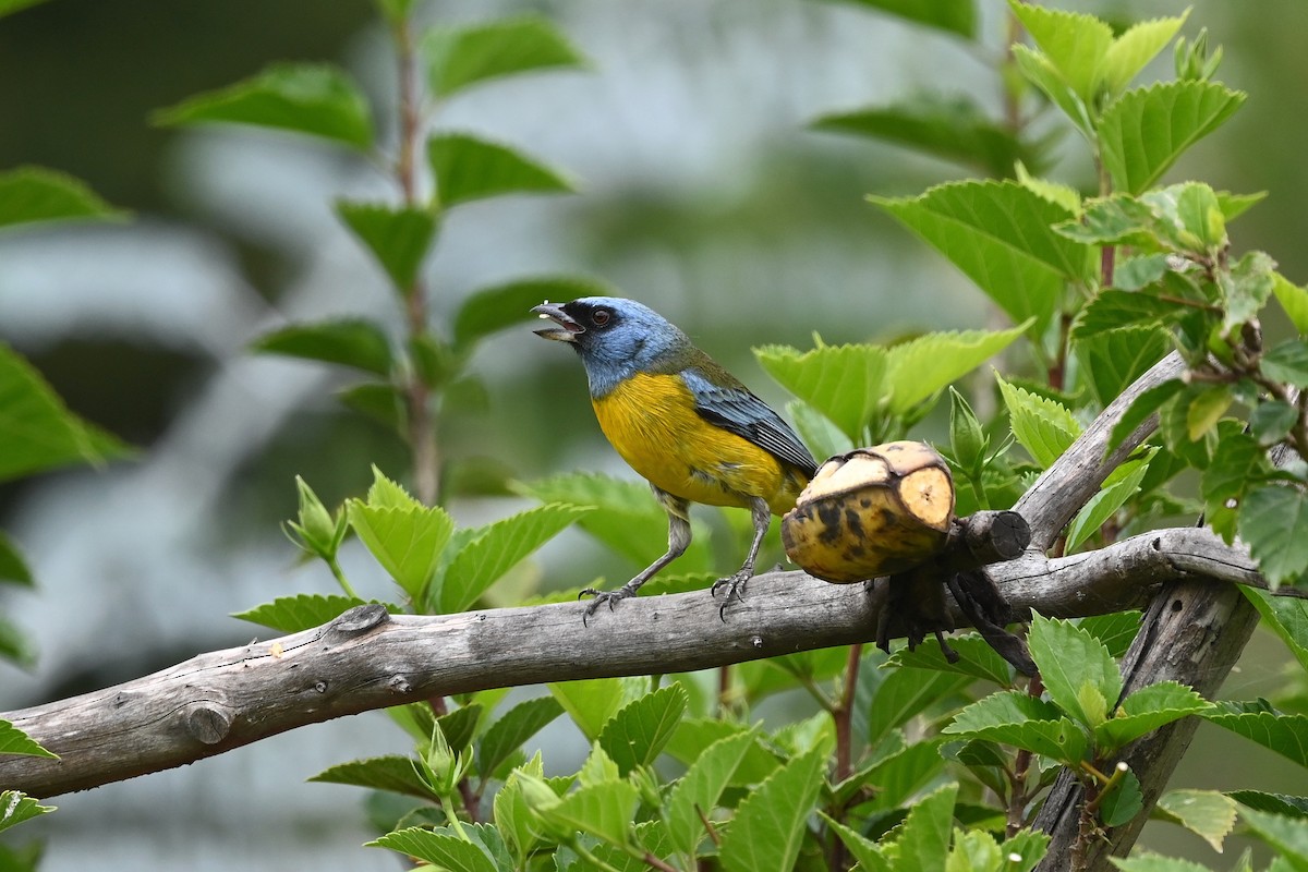 Blue-and-yellow Tanager (Green-mantled) - ML616171565