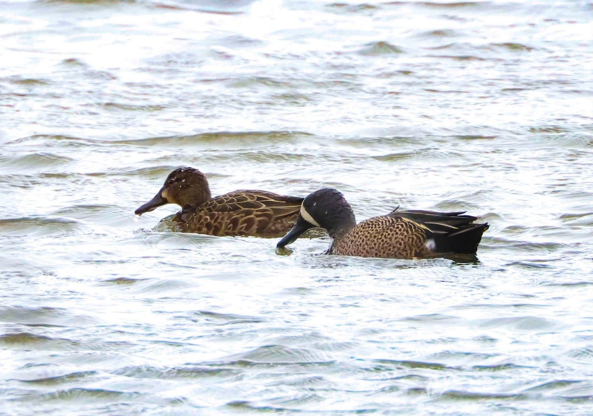Blue-winged Teal - ML616171601