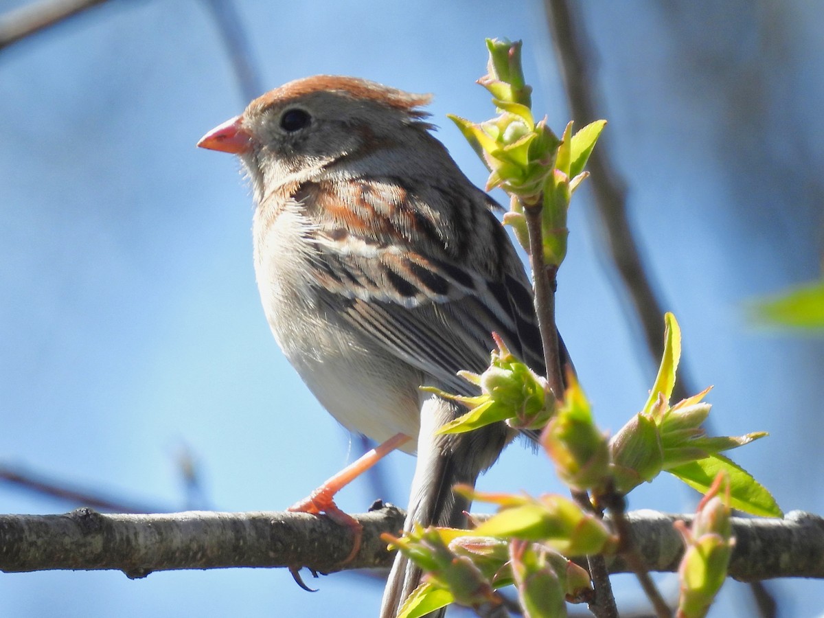 Field Sparrow - ML616171721