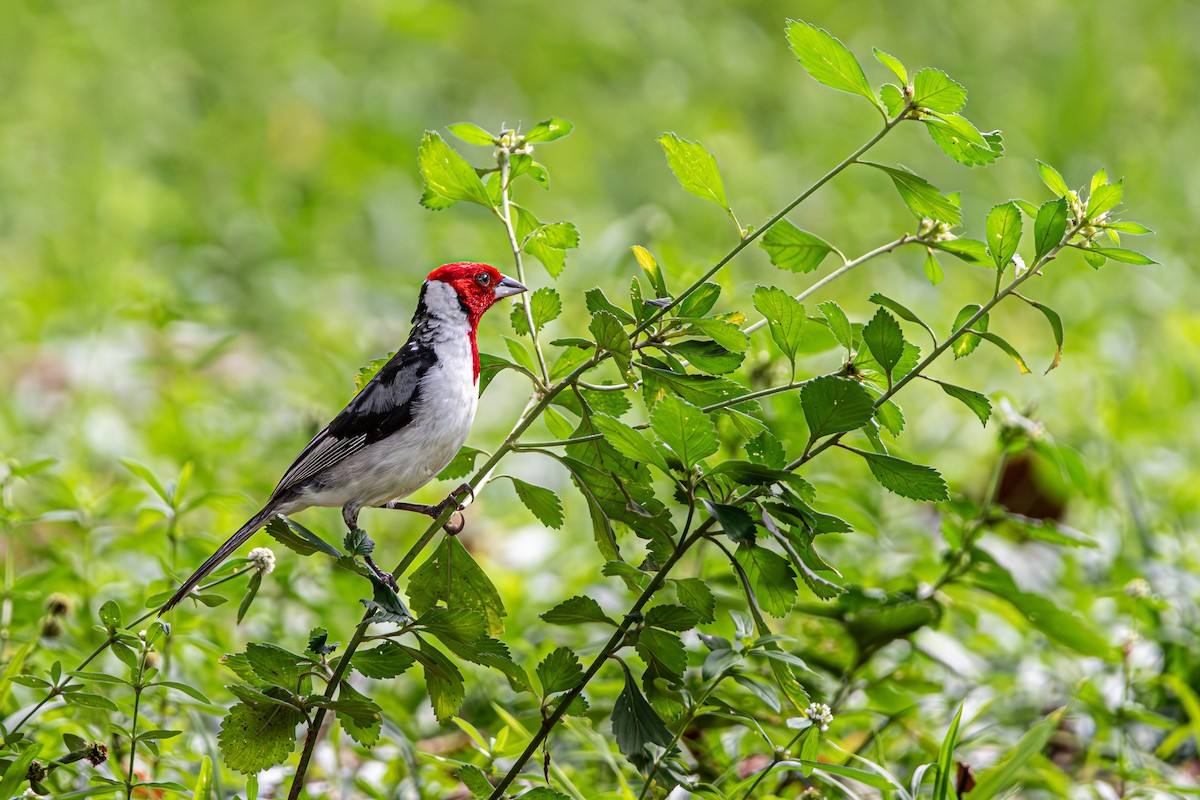 Red-cowled Cardinal - Marney Queiroz