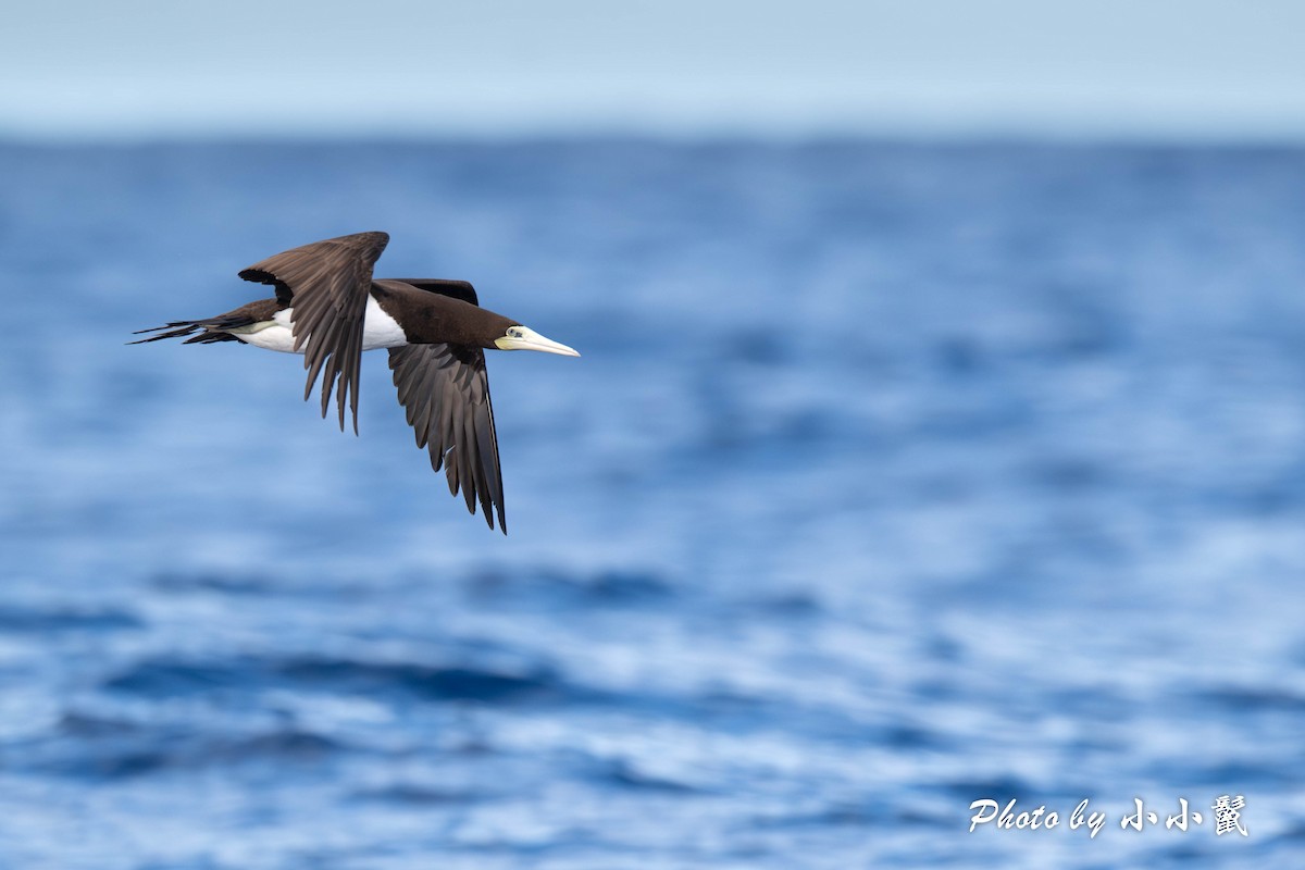 Brown Booby - ML616171815