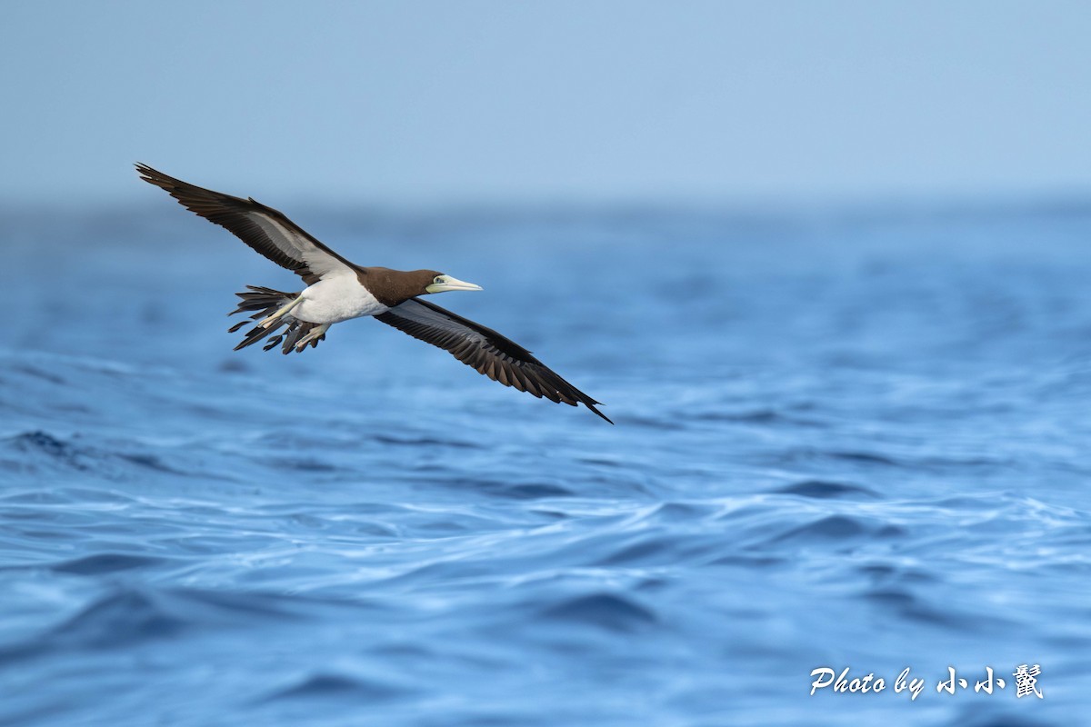 Brown Booby - ML616171816