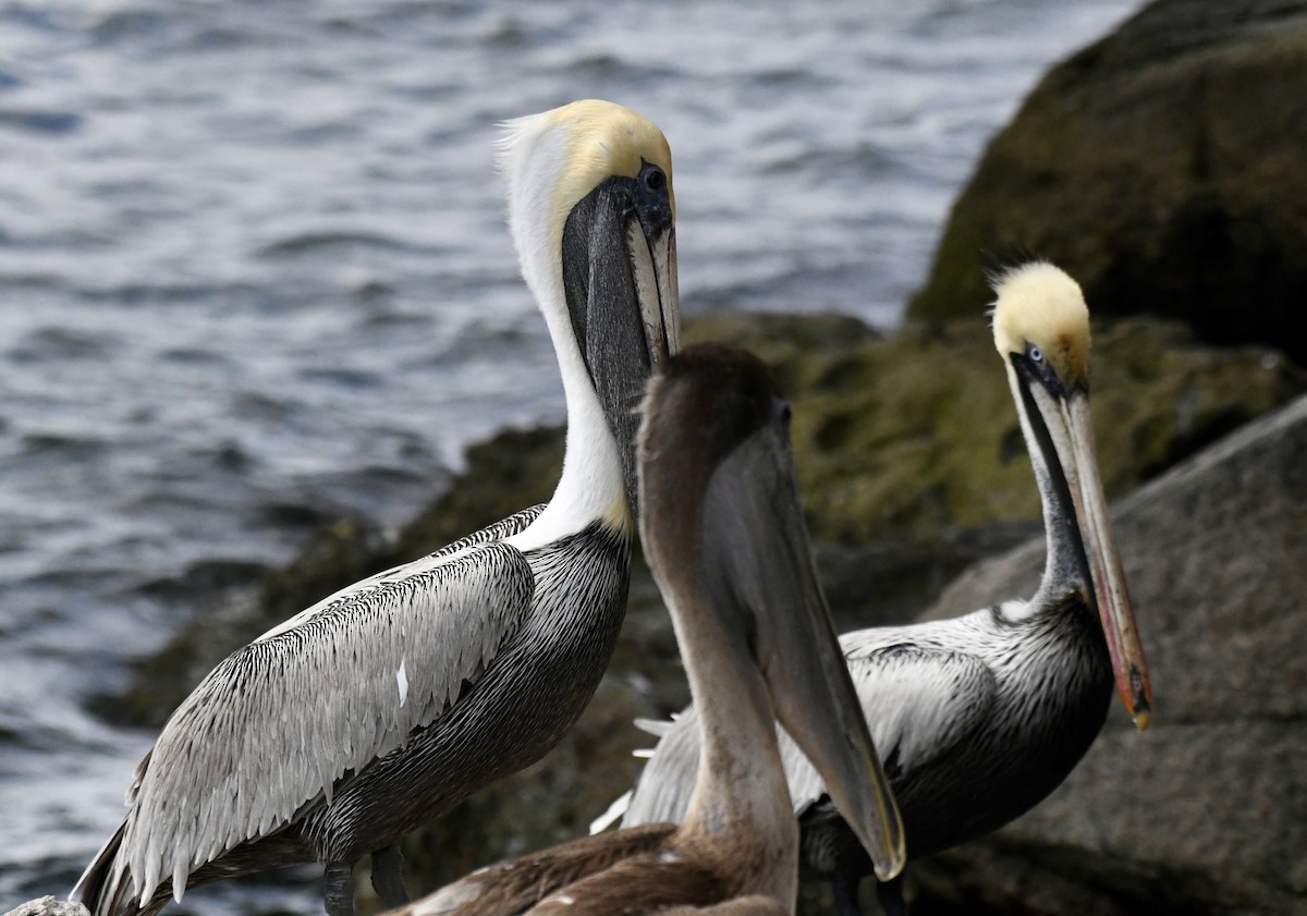 pelikán hnědý - ML616171881
