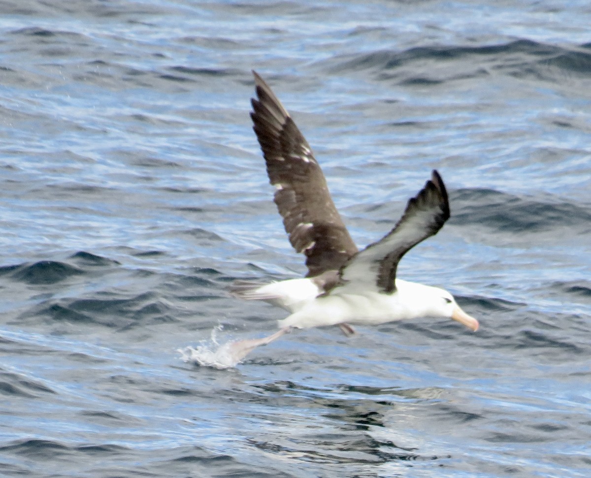 Black-browed Albatross - ML616172058