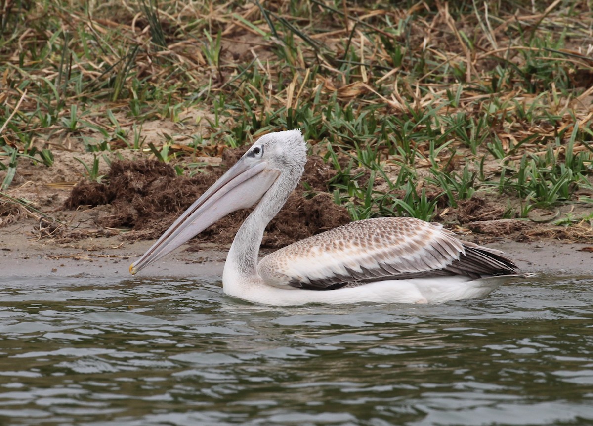pelikán africký - ML616172104