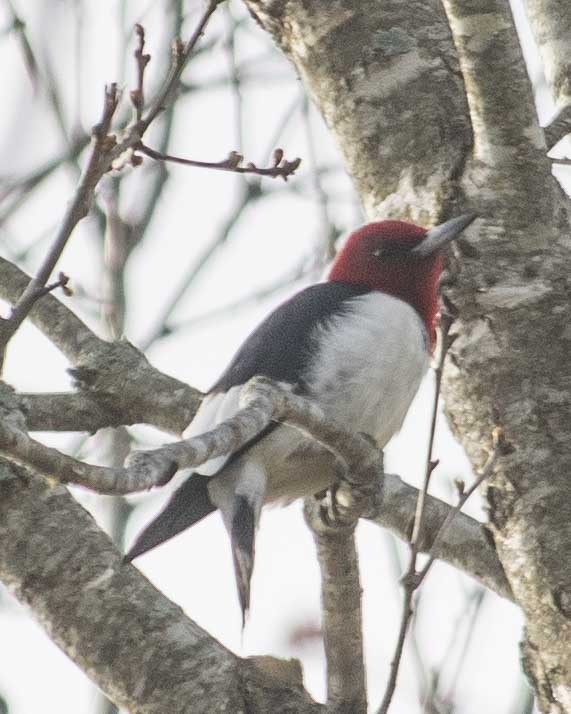Red-headed Woodpecker - ML616172263
