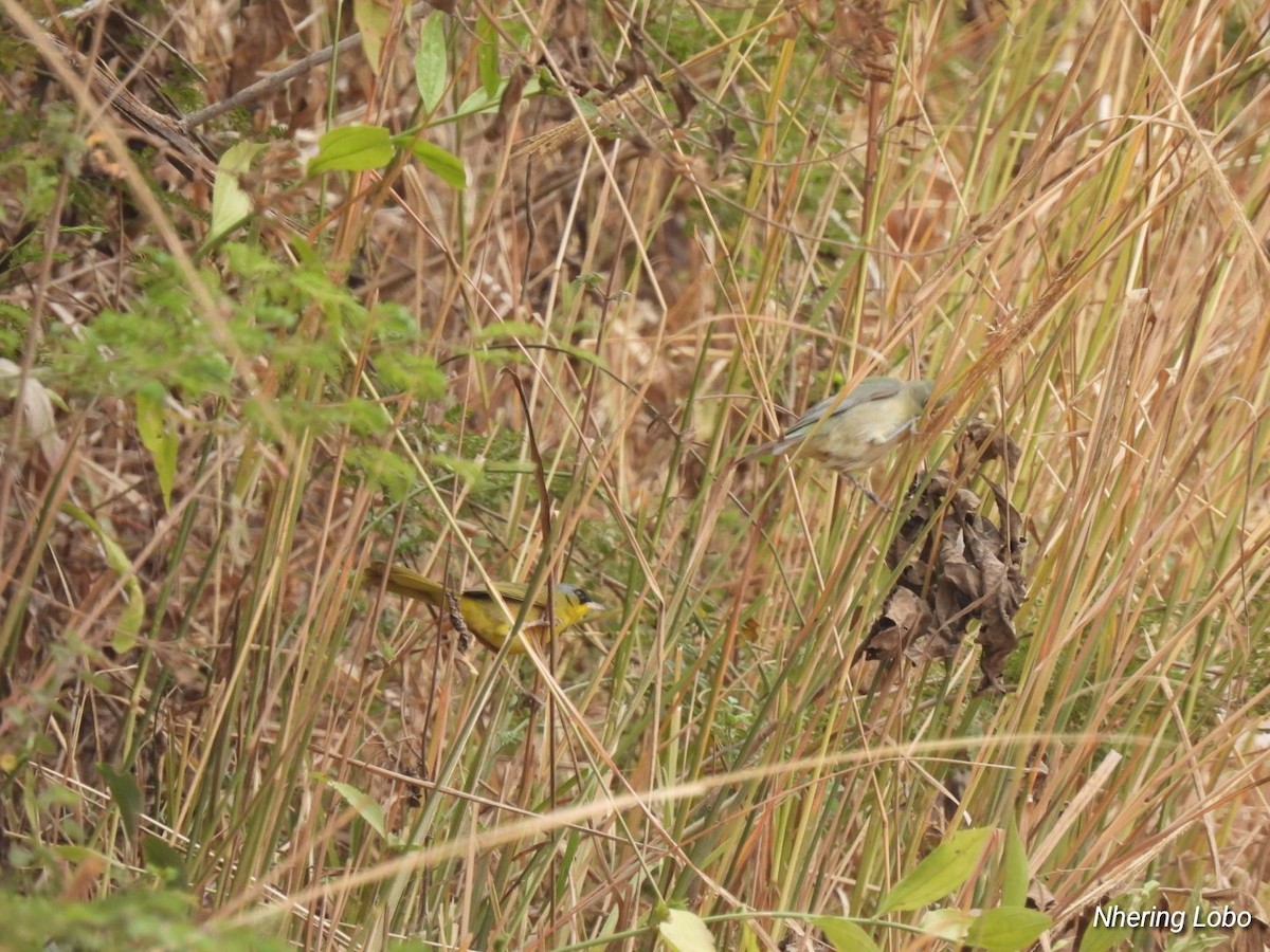 Gray-crowned Yellowthroat - ML616172345