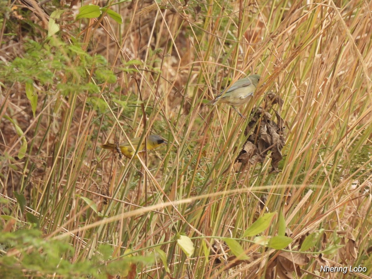 Gray-crowned Yellowthroat - ML616172346