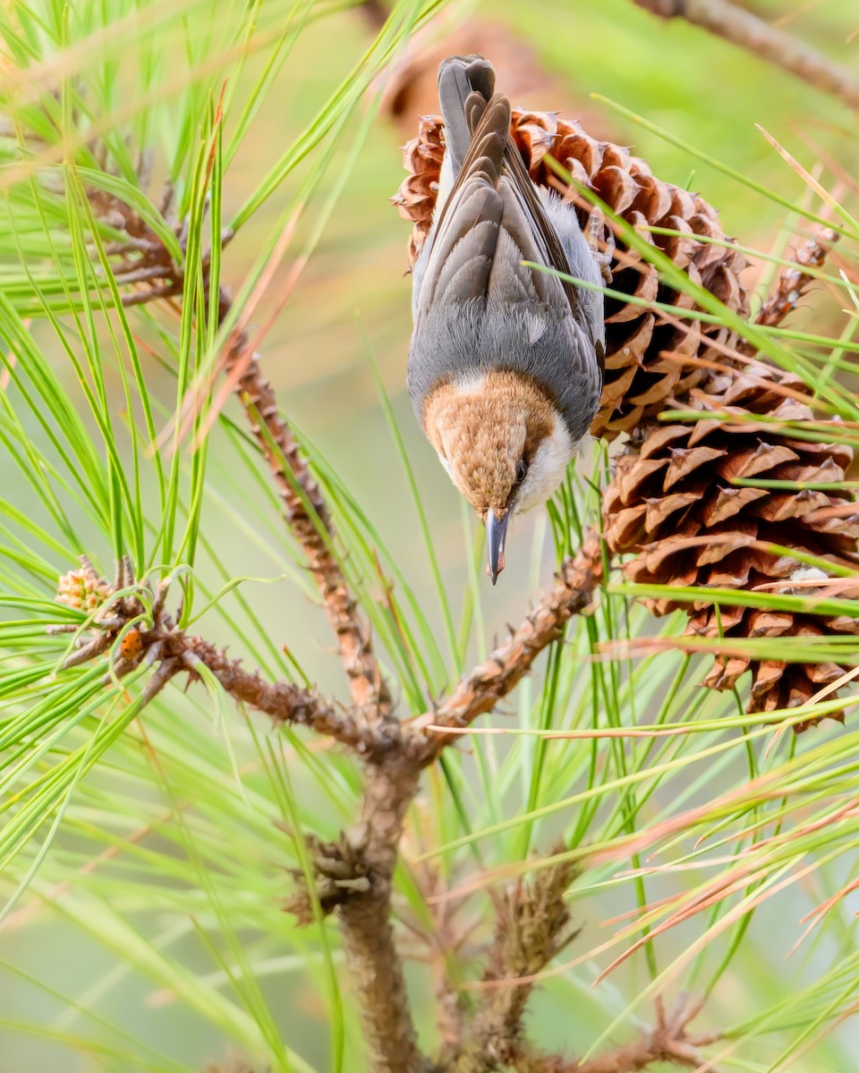 Brown-headed Nuthatch - ML616172394