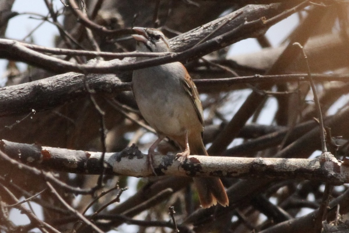 Cinnamon-tailed Sparrow - Andrew Theus