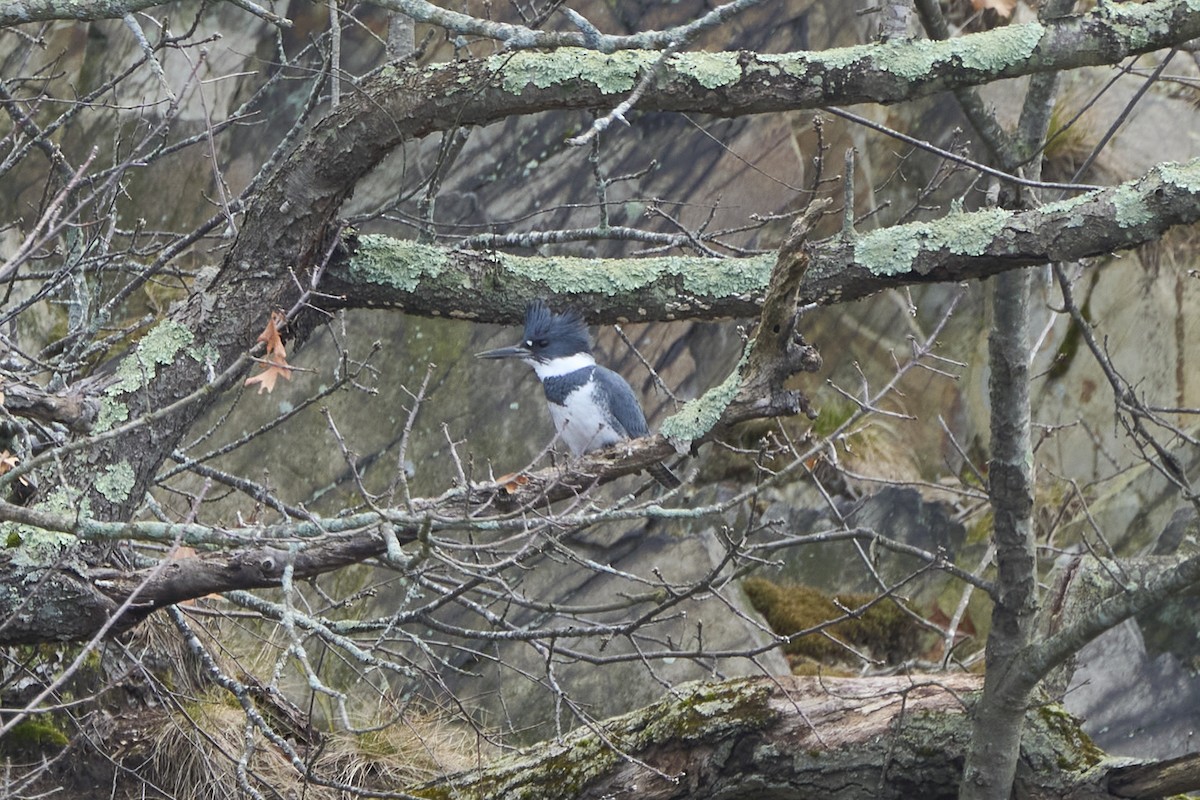 Belted Kingfisher - ML616172672