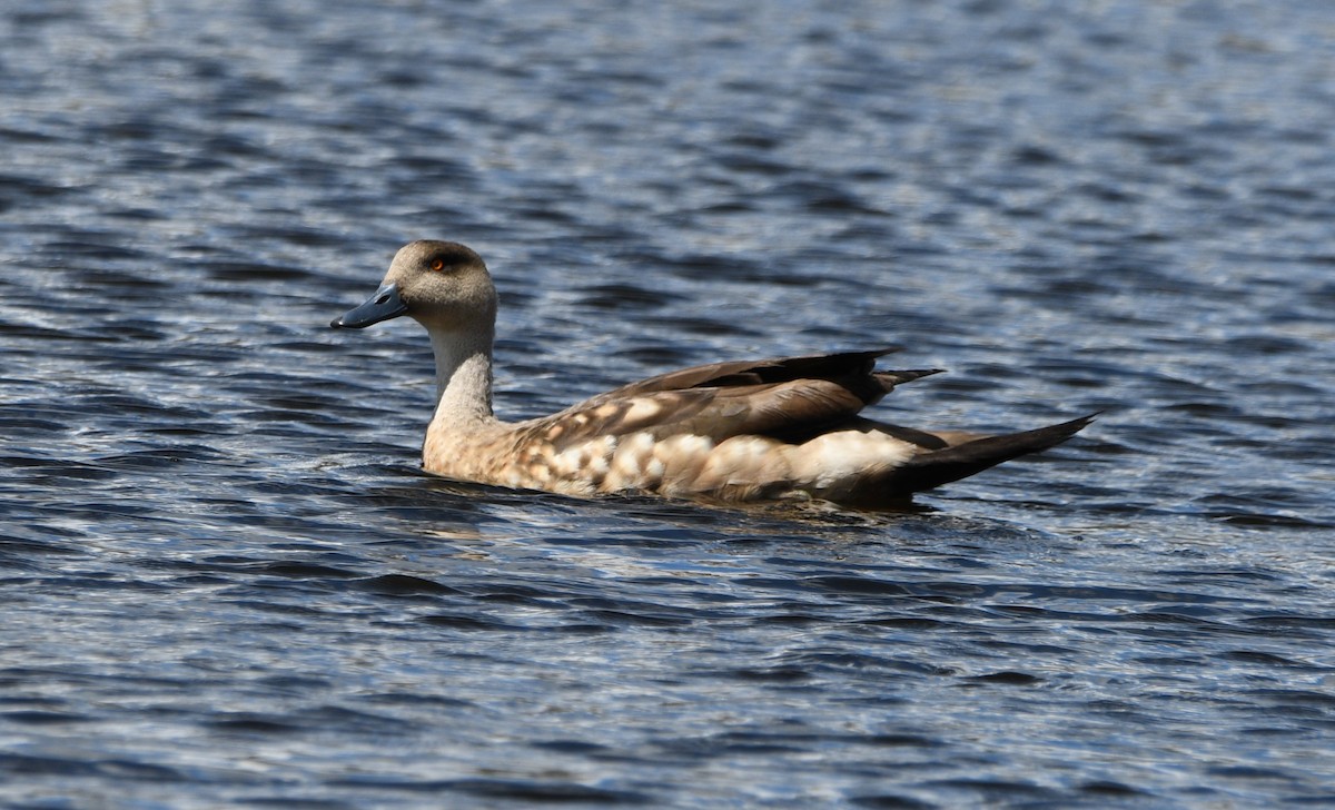 Crested Duck - ML616172700