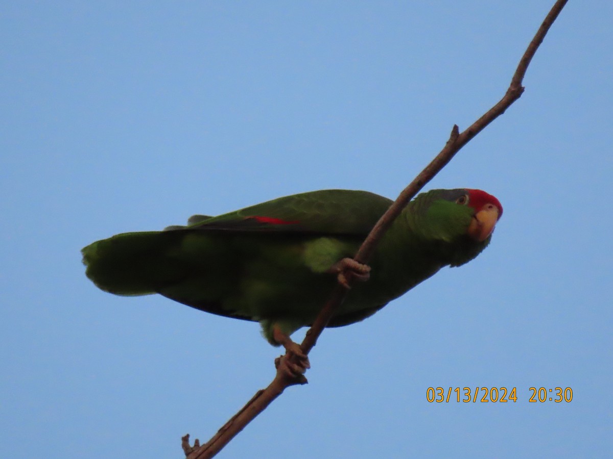 Red-crowned Parrot - ML616172720
