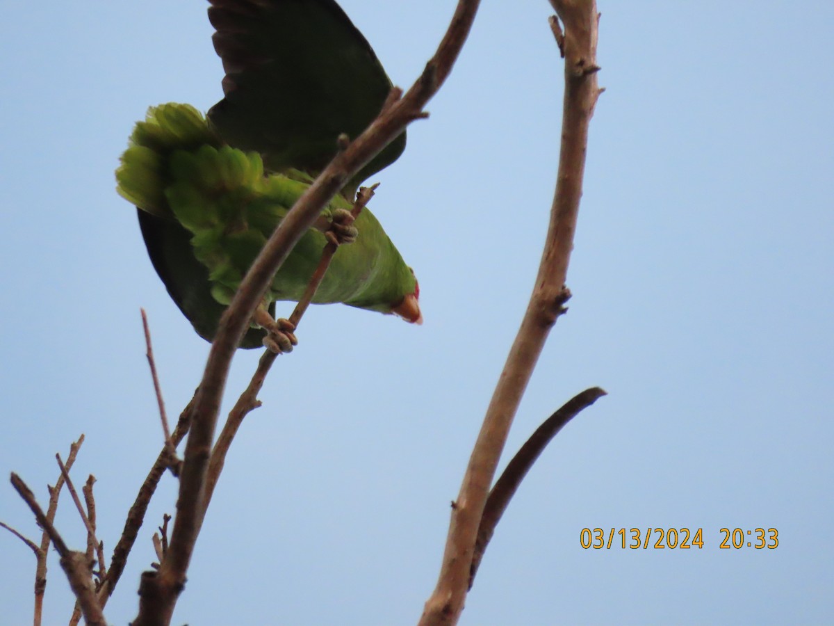 Red-crowned Parrot - ML616172722