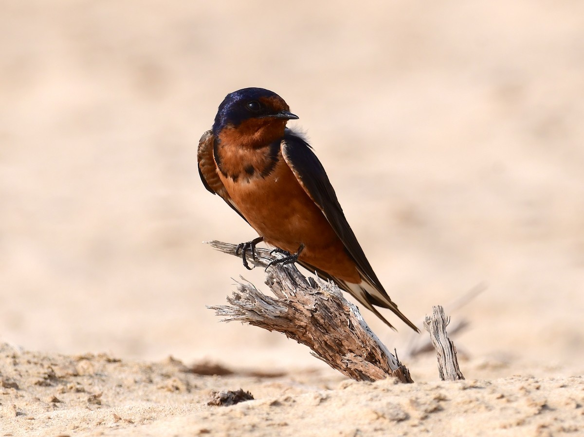 Barn Swallow (Tytler's) - ML616172730