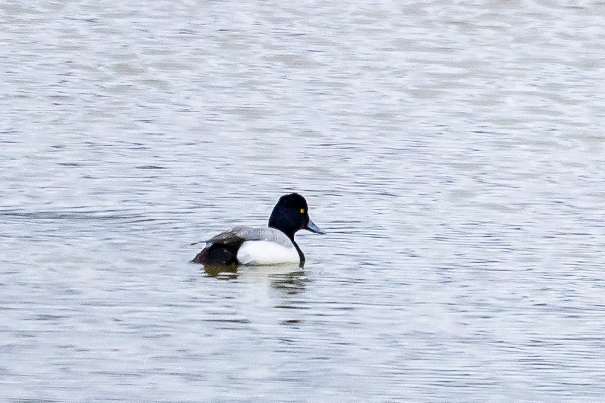 Greater Scaup - ML616172813