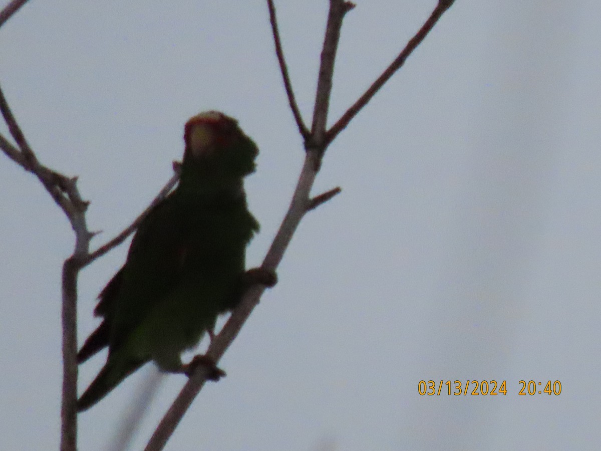 White-fronted Parrot - ML616172889