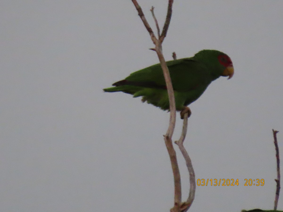 White-fronted Parrot - ML616172890