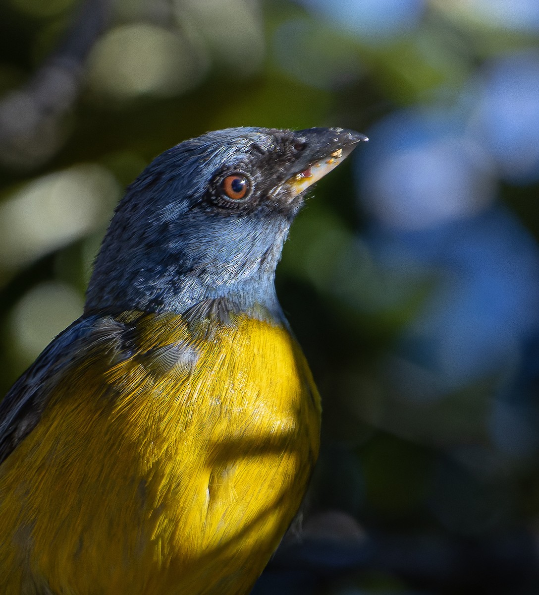 Blue-and-yellow Tanager - ML616172936