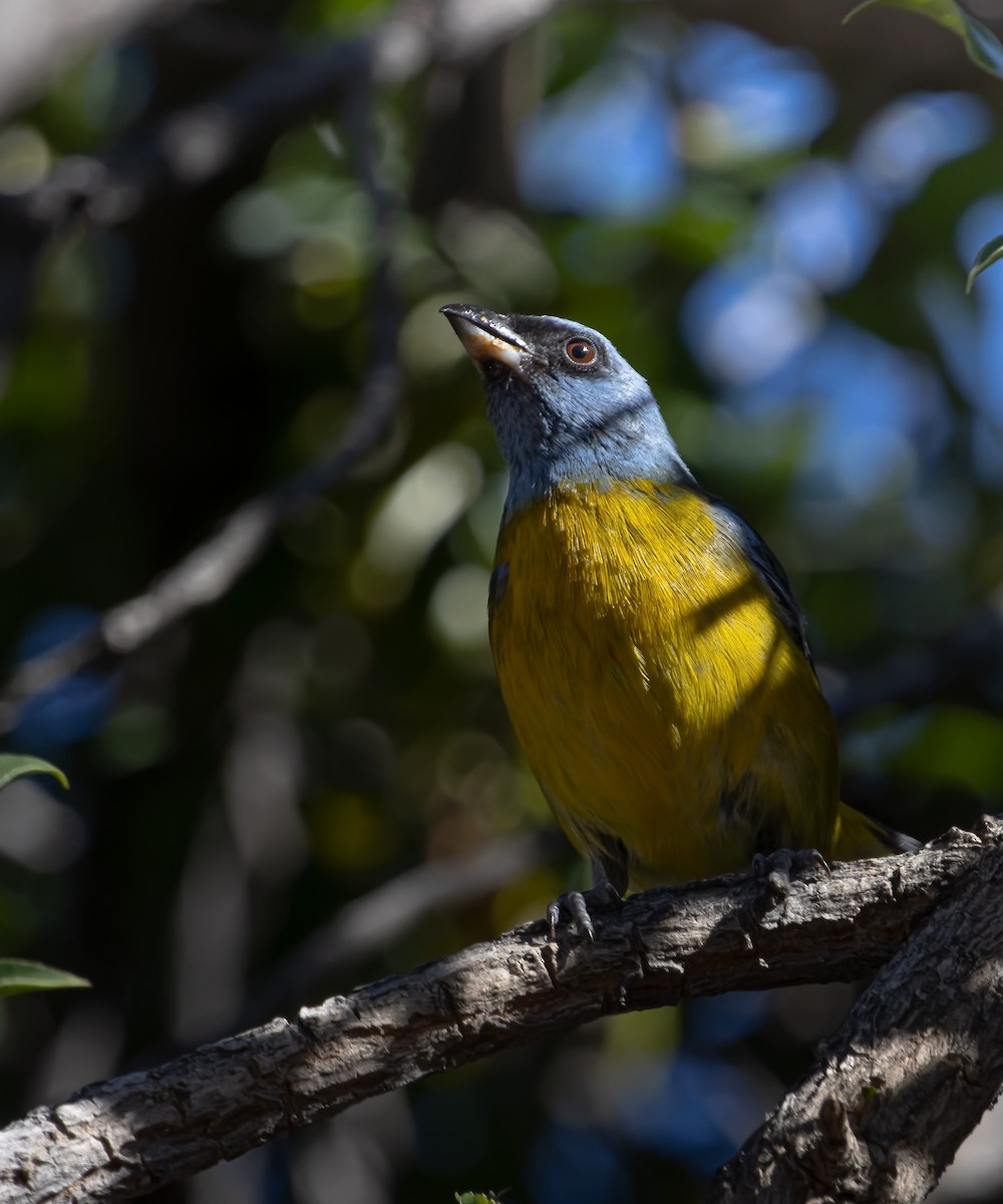Blue-and-yellow Tanager - ML616172938