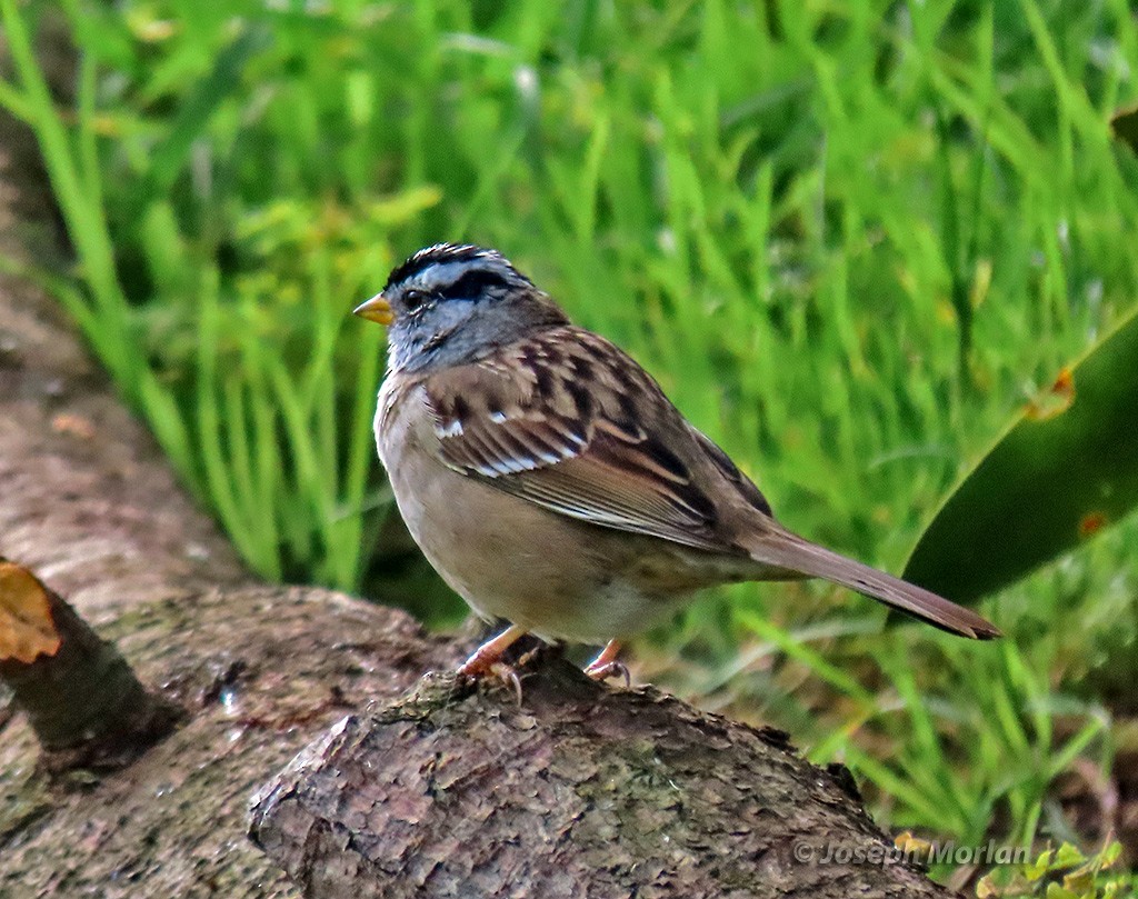 White-crowned Sparrow (Yellow-billed) - ML616173028