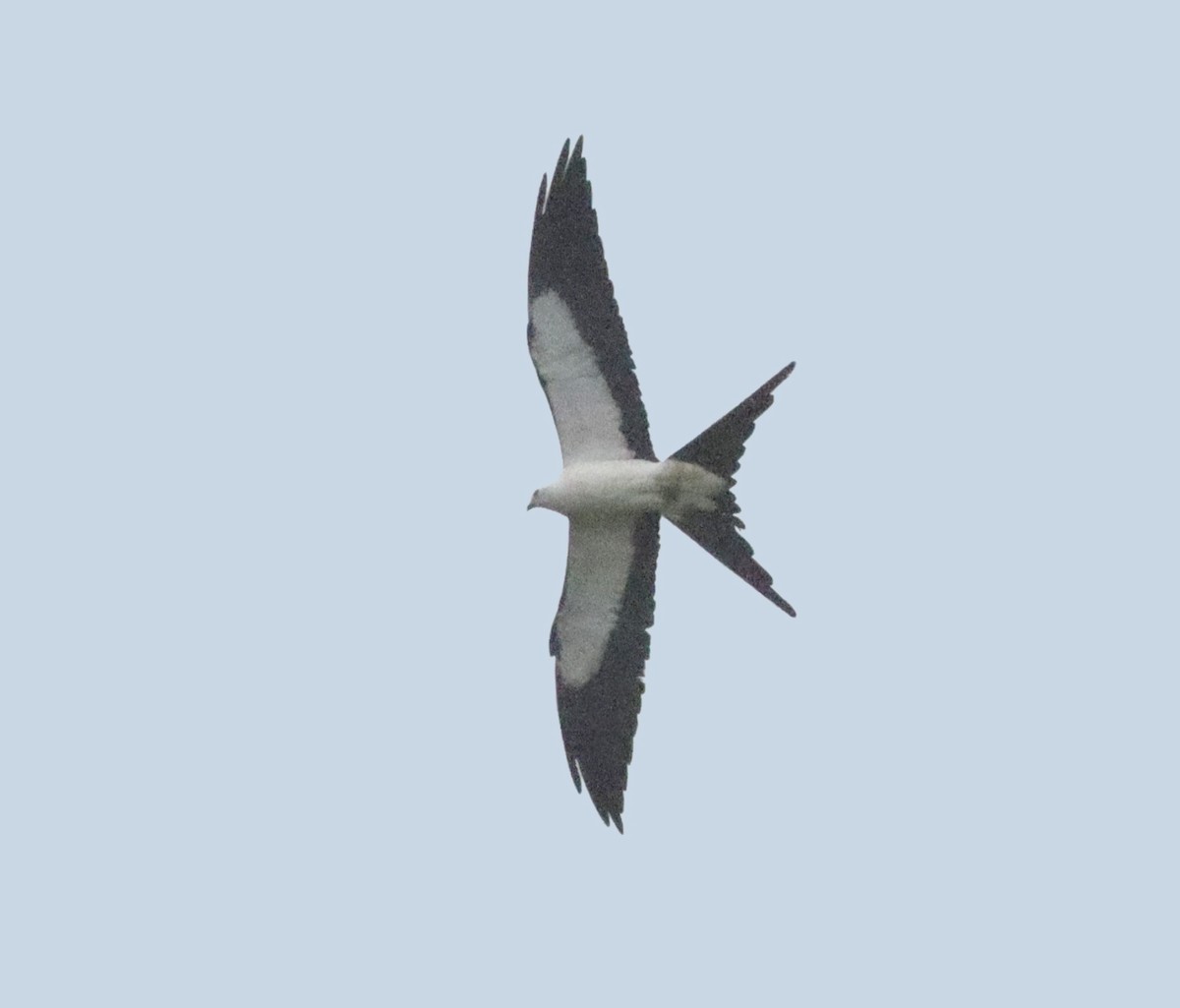 Swallow-tailed Kite - ML616173125