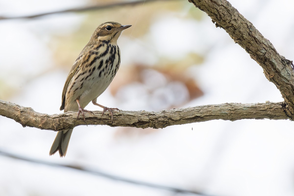 Olive-backed Pipit - Muangpai Suetrong