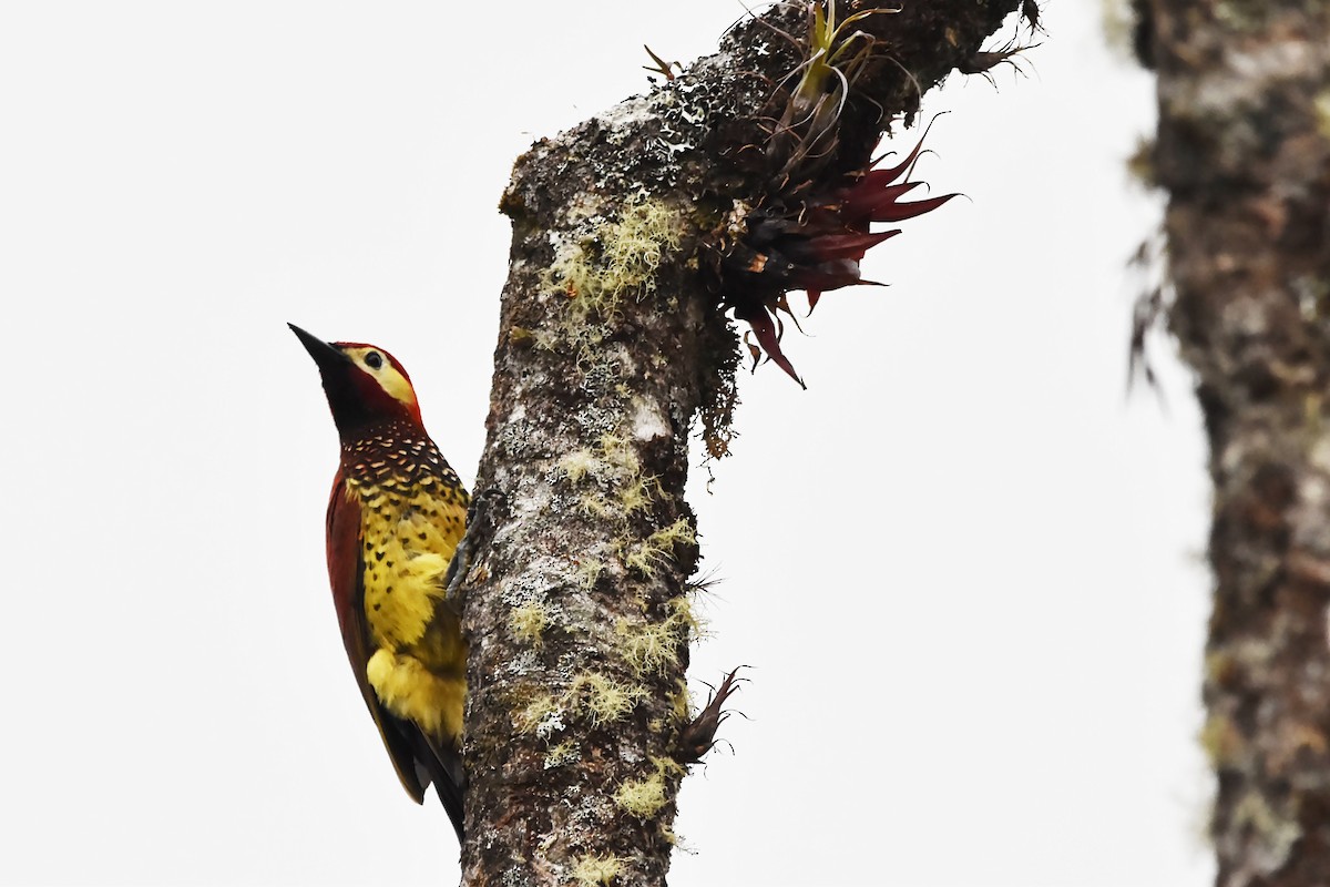 Crimson-mantled Woodpecker - ML616173430