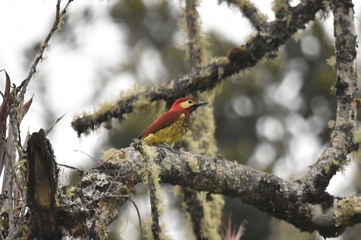 Crimson-mantled Woodpecker - ML616173431