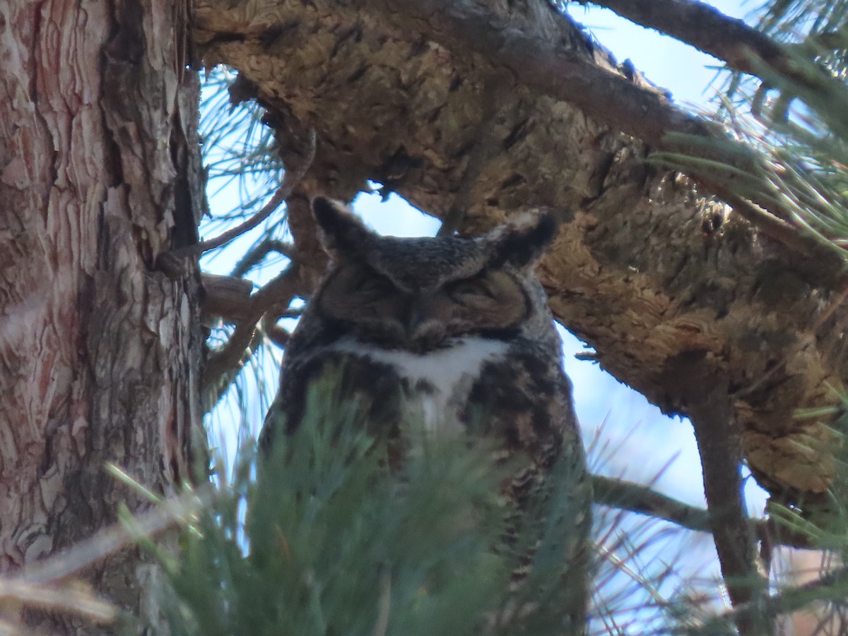 Great Horned Owl - ML616173448