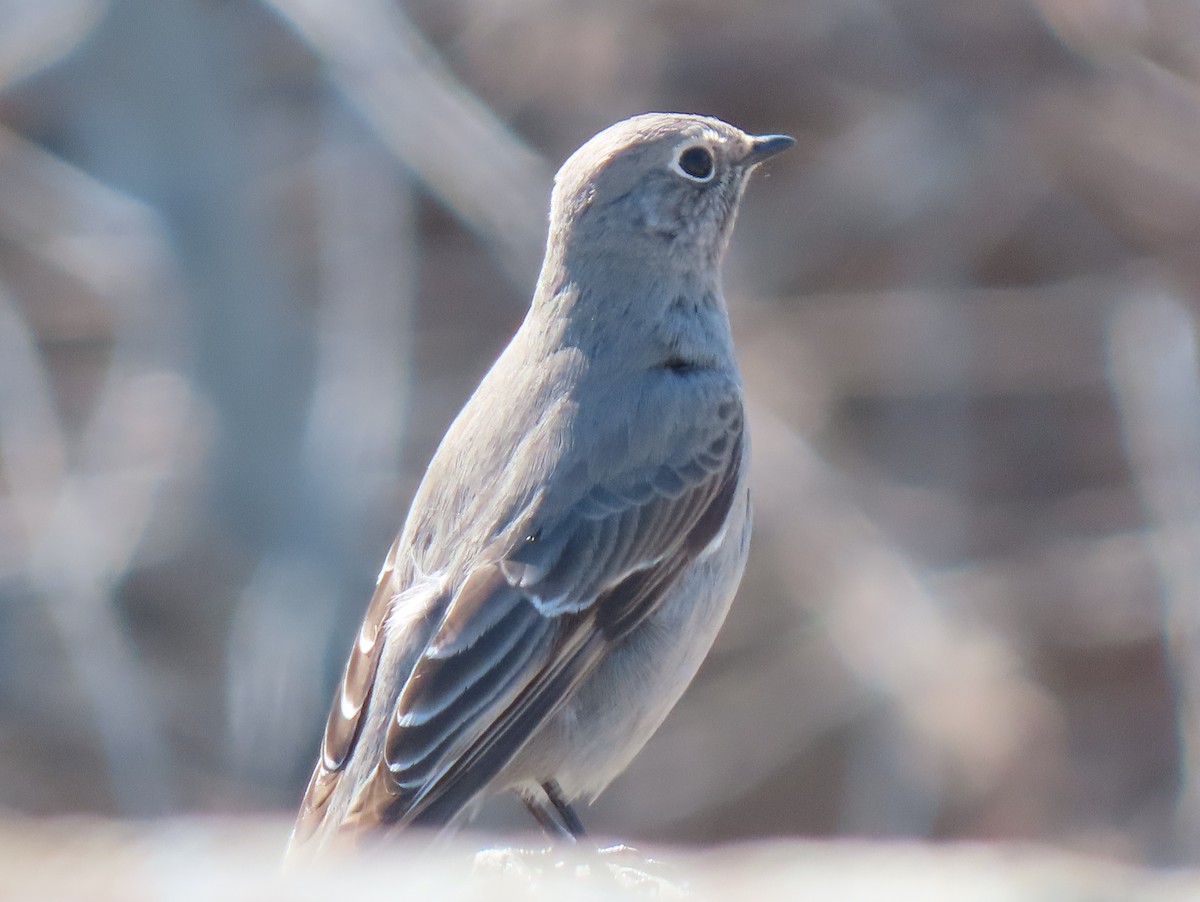 Townsend's Solitaire - ML616173465