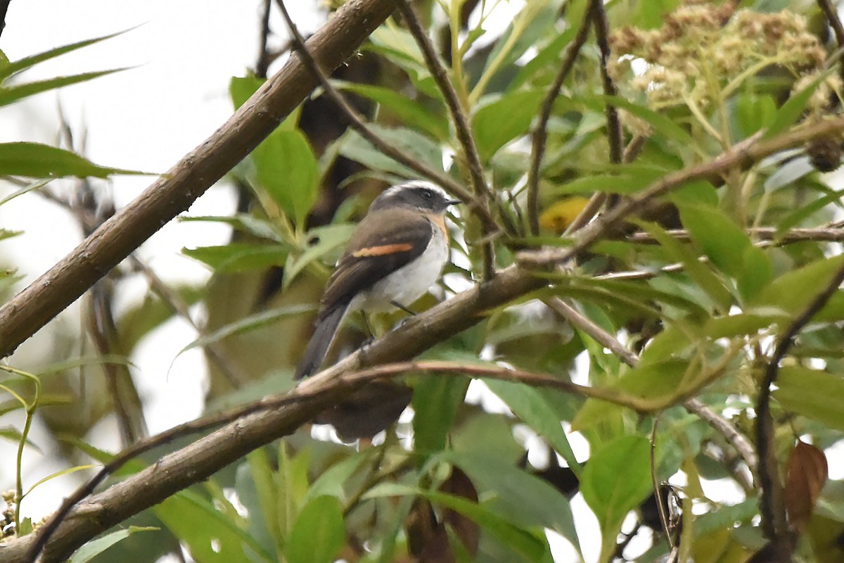 Rufous-breasted Chat-Tyrant - ML616173504