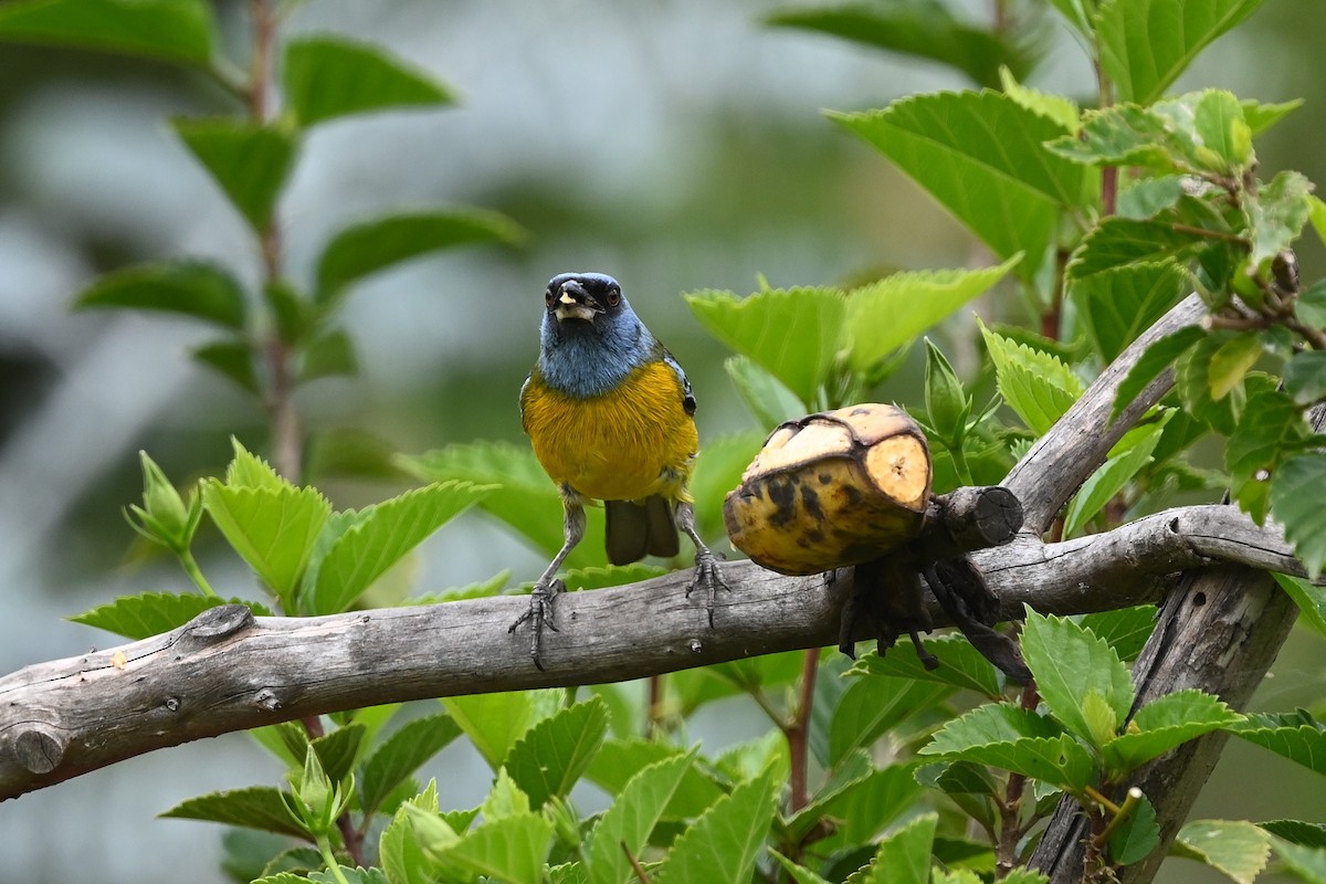 Blue-and-yellow Tanager (Green-mantled) - Dan O'Brien