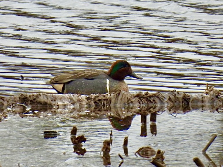 Green-winged Teal - ML616173606