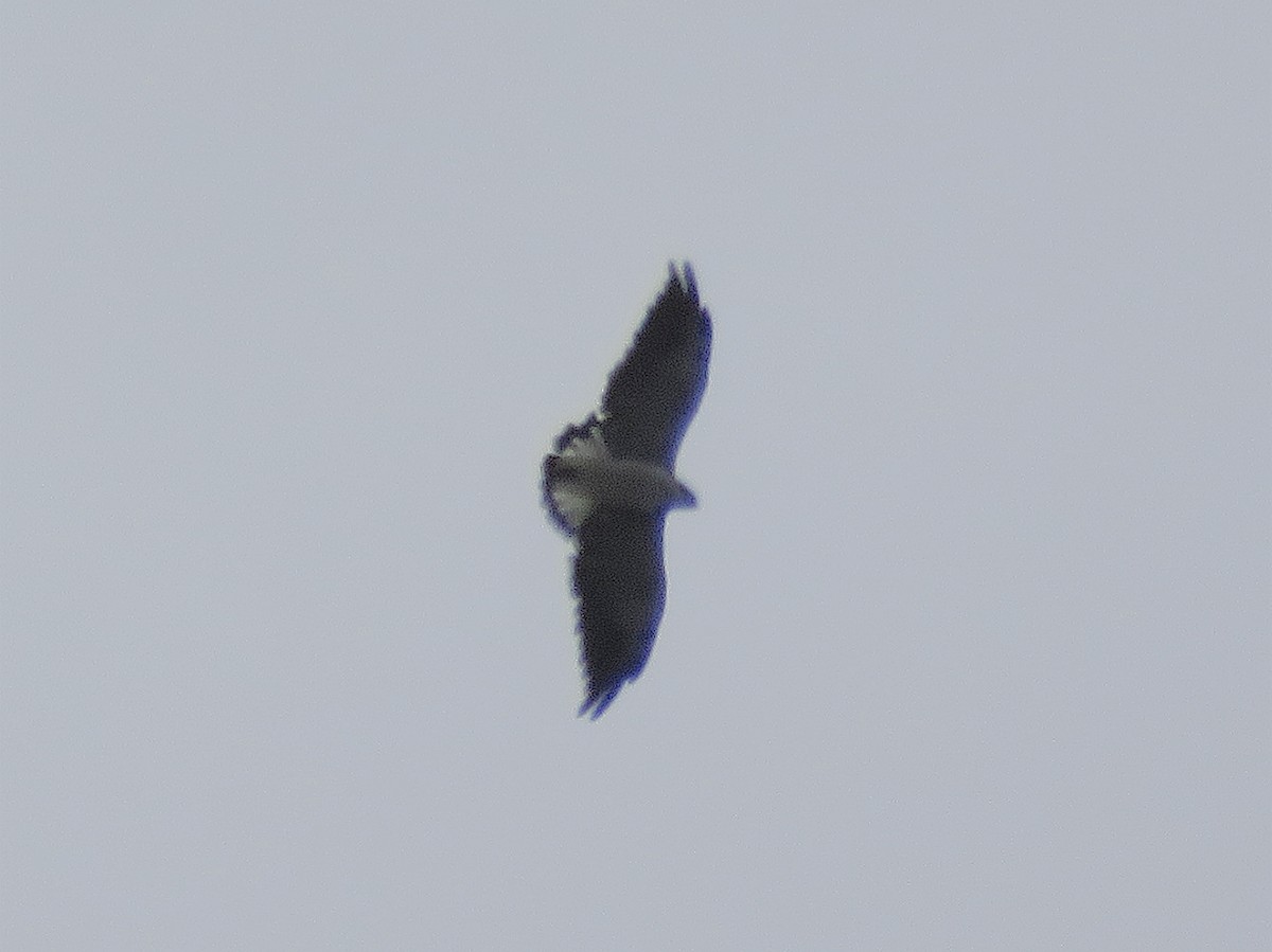 White-tailed Hawk - Juan Manuel Zara