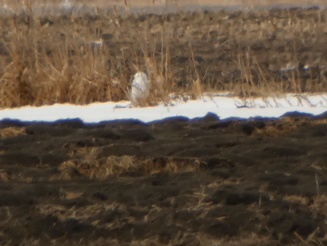 Snowy Owl - ML616173661