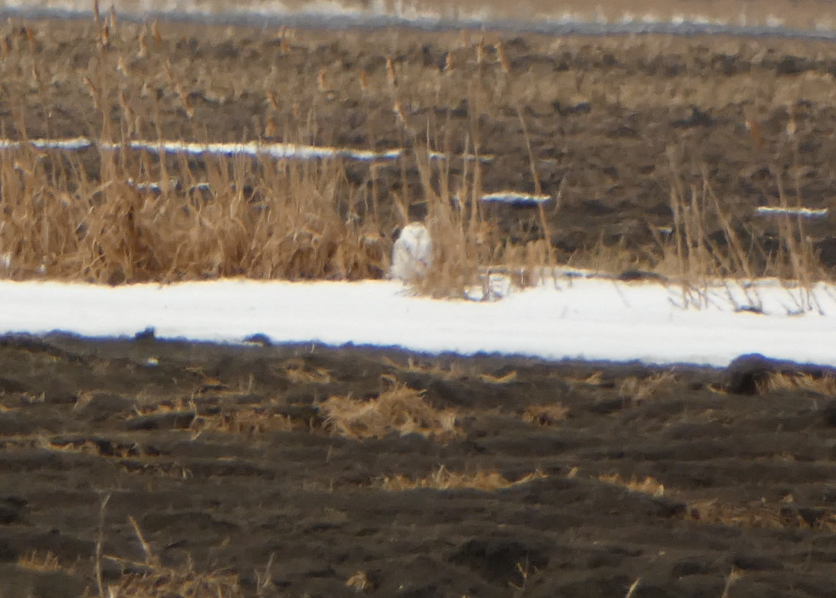 Snowy Owl - ML616173662