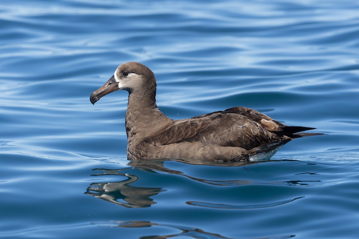 Black-footed Albatross - Alex Rinkert
