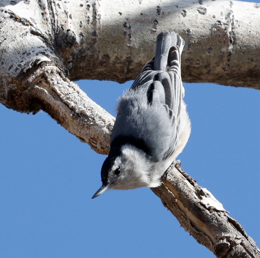 White-breasted Nuthatch - ML616173918
