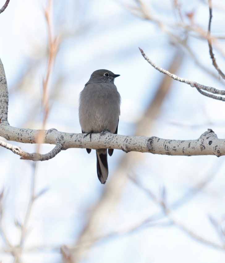 Townsend's Solitaire - ML616174009