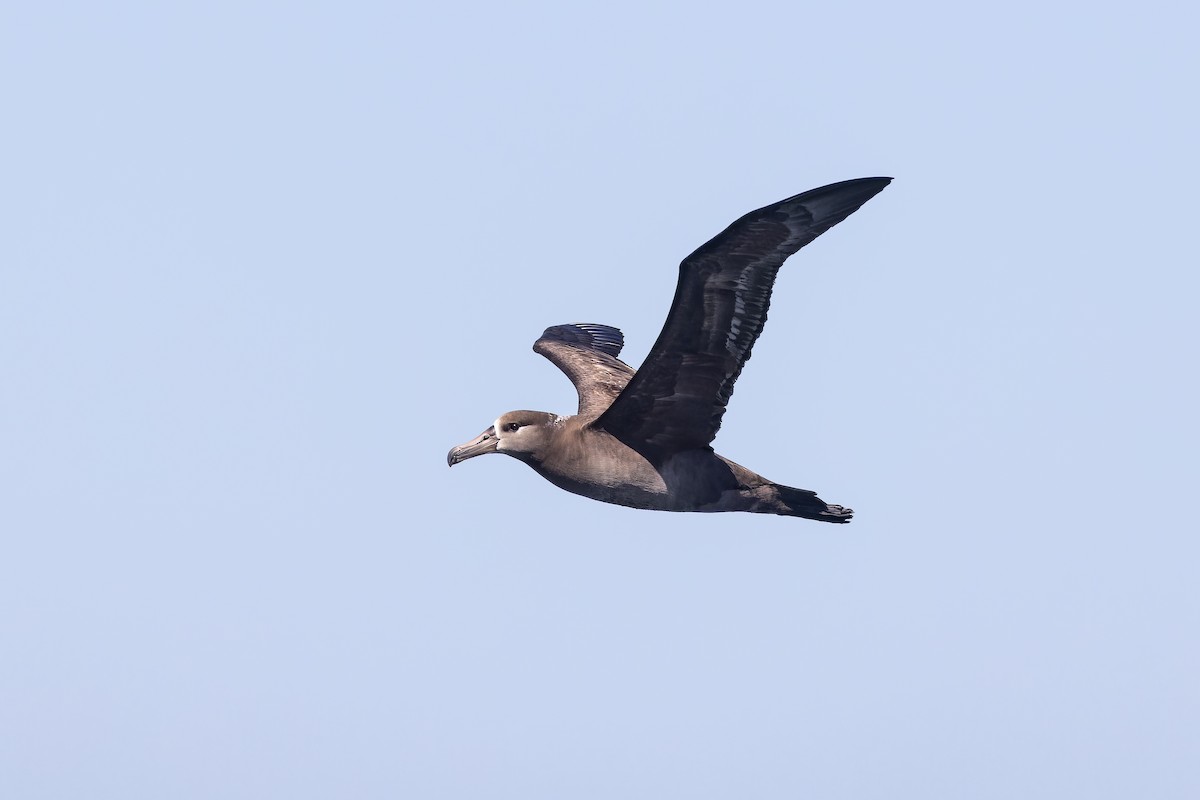 Black-footed Albatross - ML616174087