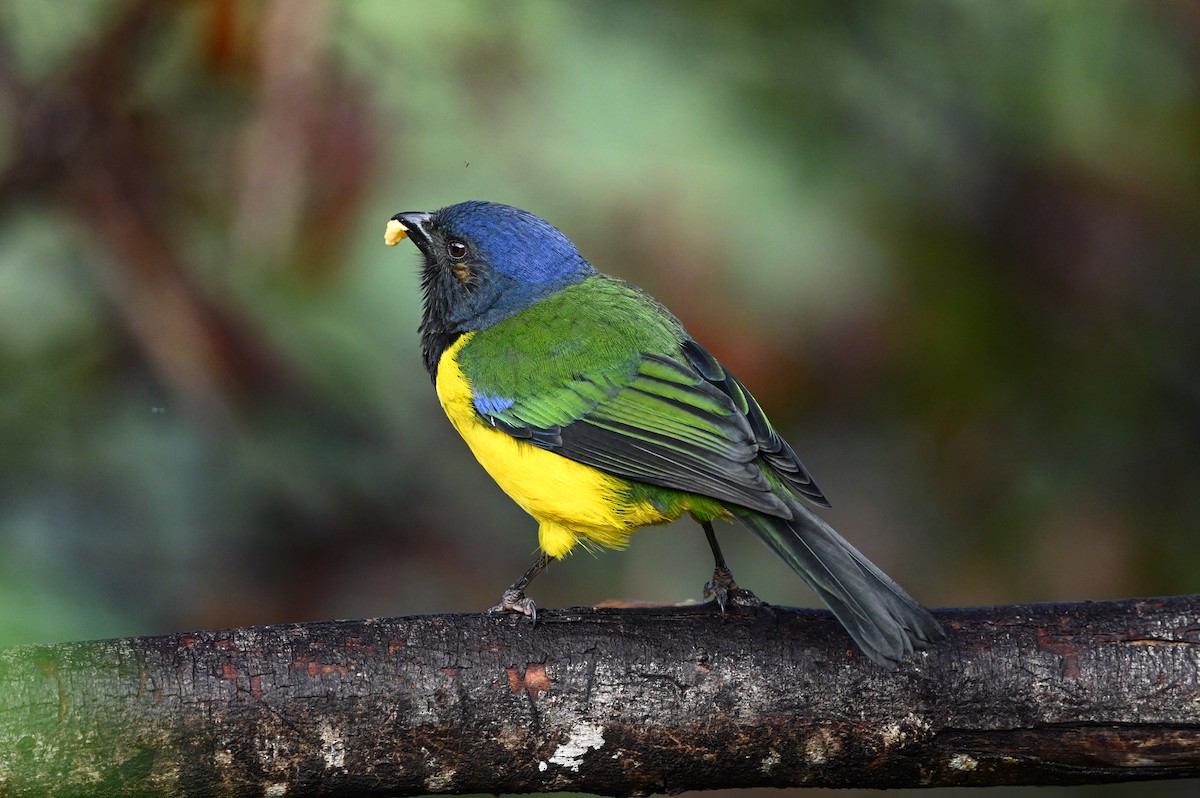 Black-chested Mountain Tanager - ML616174128