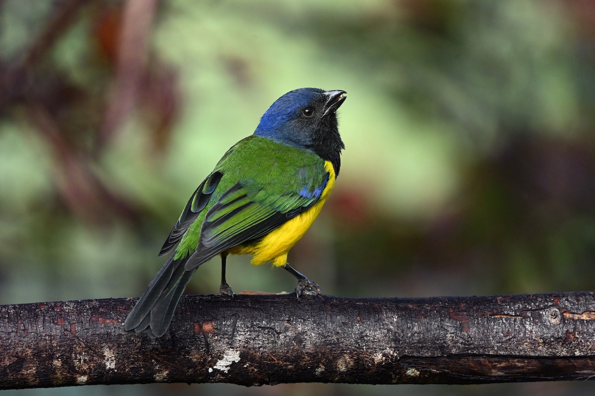 Black-chested Mountain Tanager - Dan O'Brien