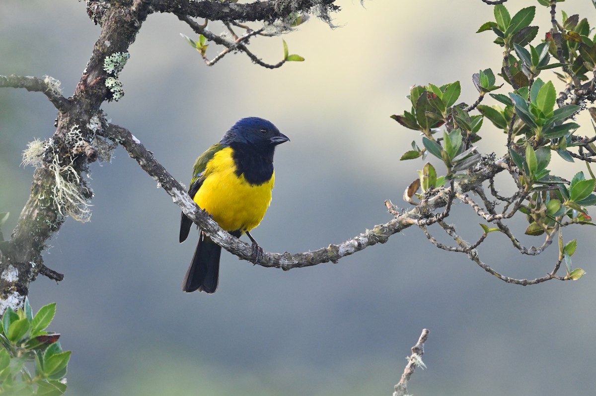 Black-chested Mountain Tanager - ML616174156