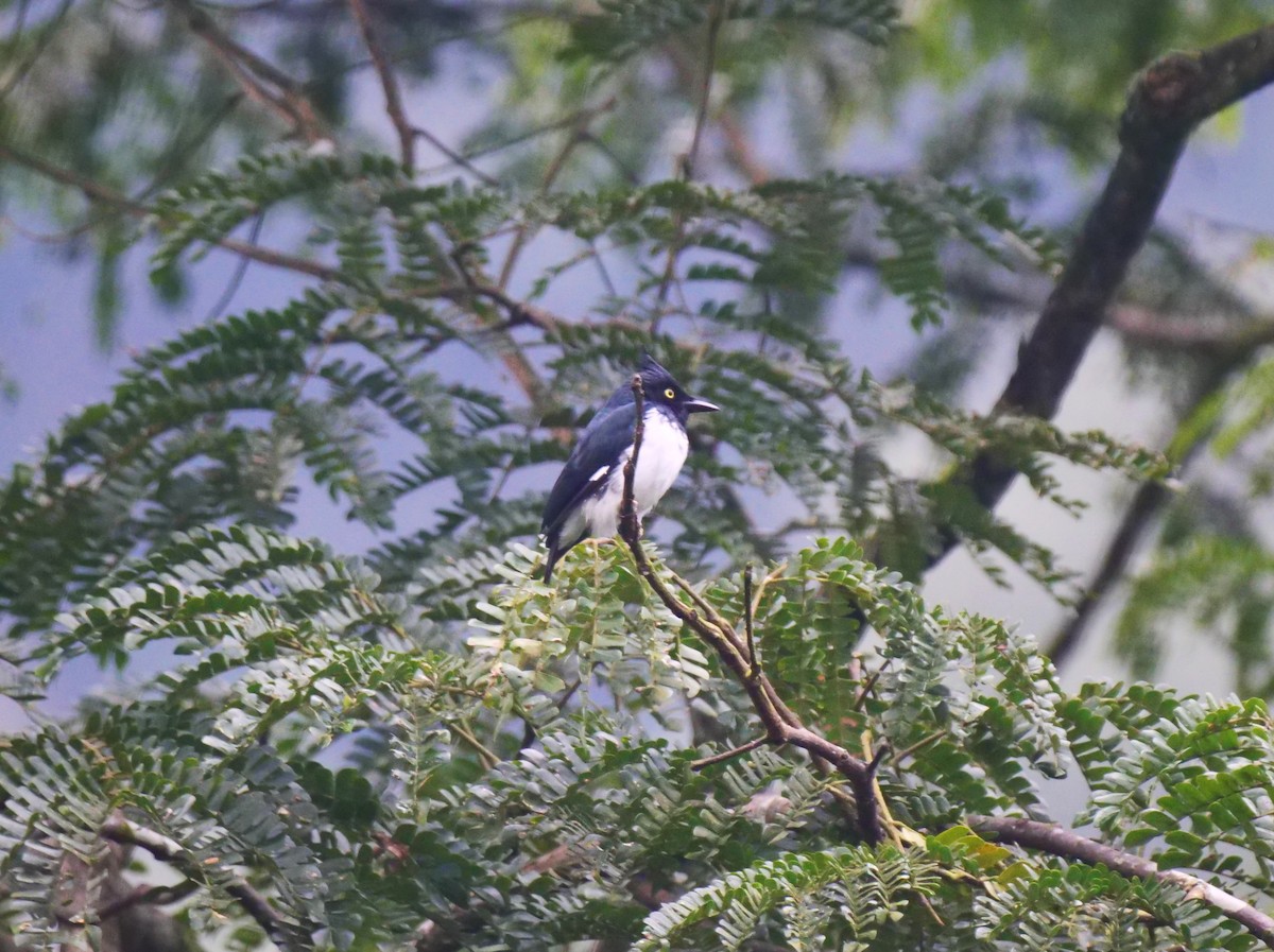 Black-and-white Shrike-flycatcher - ML616174409